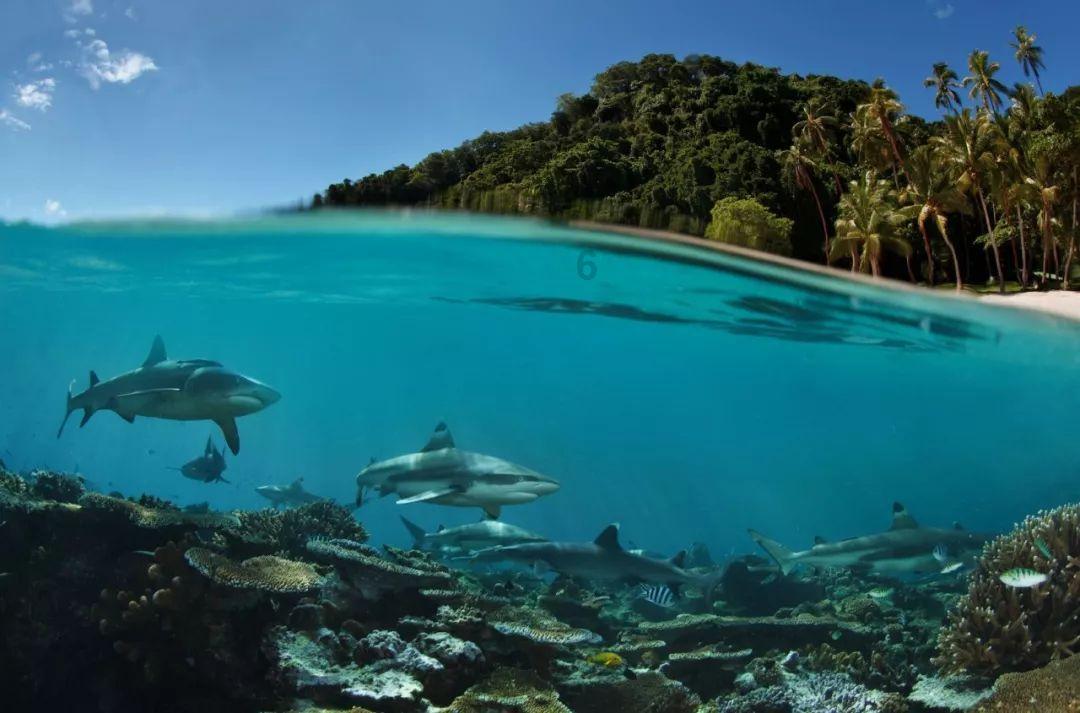 救援深海动物